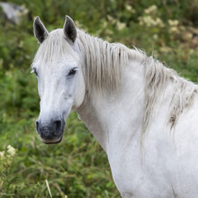 Portrait Of A White Horse; Inverin, County Galway, Ireland