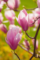 Wall Mural - magnolia blossoming in morning light. floral background in the park