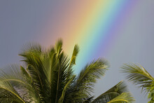 Close-up Of A Rainbow Behind A Palm Tree; Wailea, Maui, Hawaii, United States Of America