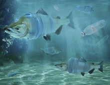 Fish And Plastic Water Bottles Underwater, Composite Image