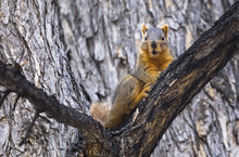 Fox Squirrel (Sciurus Niger) In A Tree; Colorado, United States Of America
