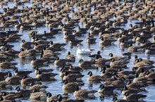 Snow Goose (Anser Caerulescens) Surrounded By Canada Geese (Branta Canadensis) In The Water; Colorado, United States Of America