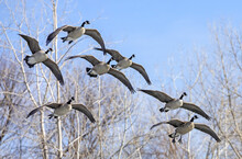 Flock Of Canada Geese (Branta Canadensis) Flying In Winter Past Leafless Trees And A Blue Sky; Colorado, United States Of America