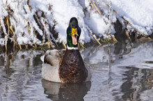 Male Mallard Duck (Anas Platyrhynchos) In Water Talking To The Camera; Colorado, United States Of America