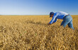 © Designpics - A farmer examines mature, harvest-ready yellow dry field peas near Winnipeg; Manitoba, Canada