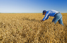A Farmer Examines Mature, Harvest-ready Yellow Dry Field Peas Near Winnipeg; Manitoba, Canada