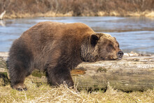 Brown Bear Resting On A Log