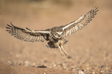 Burrowing Owl (Athene Cunicularia) About To Land At It's Burrow With Partially Eaten Grasshopper In Its Beak; Casa Grande, Arizona, United States Of America
