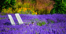 Two Chairs Sit In The Midst Of A Blossoming Lavender Field On A Lavender Farm, Okanagan; British Columbia, Canada