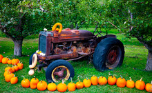 Vintage Tractor With Pumpkins Decorating A Yard In Autumn; Canada