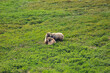© Designpics - Grizzly sow (Ursus arctos horribilis) nuzzles with her two cubs right after nursing there on the tundra, Interior Alaska, Denali National Park and Preserve; Alaska, United States of America