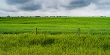 Lush green fields of farmland under an overcast sky on the Alberta prairies, Rocky View County; Alberta, Canada