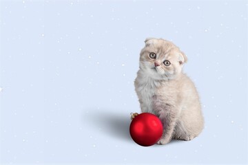 Poster - Ð¡ute young smart cat pet in santa hat