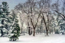 Snowfall At The Arthur Ross Pinetum, Central Park; New York City, New York, United States Of America