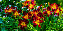 Lilies And Daisies In Bloom In A Garden; Hudson, Quebec, Canada