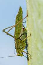 A Katydid Dries Off In The Morning Sun; Astoria, Oregon, United States Of America