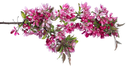 Wall Mural - Sakura blossoming branch isolated on white
