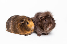 A Pair Of Guinea Pigs (Cavia Porcellus) Pose On A White Background; Studio