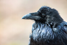 Close-up Portrait Of A Common Raven (Corvus Corax) In Petrified Forest National Park; Arizona, United States Of America