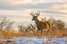 White-tailed Deer Buck (Odocoileus Virginianus) Walking Through A Field With A Covering Of Snow; Emporia, Kansas, United States Of America