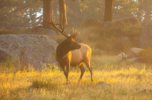 Bull Elk (Cervus Canadensis) Standing In Sunlight At Dawn; Estes Park, Colorado, United States Of America