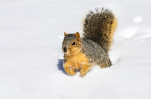 Fox Squirrel (Sciurus Niger) In Snow; Denver, Colorado, United States Of America