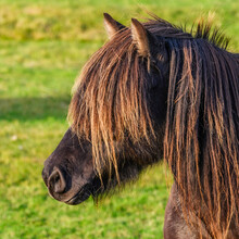 Close-up Of The Head And Mane Of A Brown Horse (Equus Caballus); Mýrdalshreppur, Southern Region, Iceland