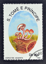 Cancelled Postage Stamp Printed By Sao Tome And Principe, That Shows Agrocybe Aegerita Mushroom - Poplar Mushroom , Circa 1993.