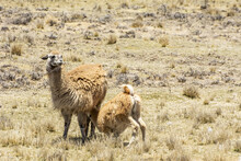 Baby Alpaca (Vicugna Pacos) Feeding From Its Mother In The Wild; Peru