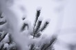 Choinka w śniegu, winter landscape
