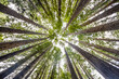 © Designpics - Looking directly up at the treetops of the California Redwoods (Sequoia sempervirens) and sky; Beech Forest, Victoria, Australia