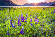 Sunset Over Lupine (Lupinus Arcticus) Field At Turnagain Arm, Chugach Mountains In The Background, South-central Alaska In Summertime; Portage, Alaska, United States Of America