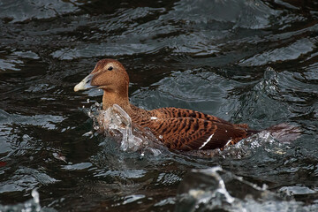 Eider Duck Swimming in Burghead Harbour