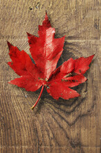 Close-up Of Red Maple Leaf On Old Barn Board