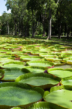Giant Amazon Water Lilies, Sir Seewoosagur Ramgoolam Botanical Gardens, Mauritius