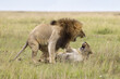 Mating Lions, Masai Mara National Reserve, Kenya