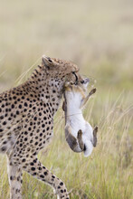 Cheetah With Cape Hare, Masai Mara National Reserve, Kenya