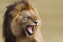 Portrait Of Male Lion (Panthera Leo), Maasai Mara National Reserve, Kenya, Africa