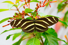 Zebra Longwing Or Zebra Heliconian - Heliconius Charithonia - State Butterfly Of Florida, Black With Yellow Stripes On Florida Native Firebush - Hamelia Patens
