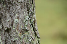 Close-up Of Scots Pine (Pinus Sylvestris) Tree Trunk, Neumarkt, Upper Palatinate, Bavaria, Germany