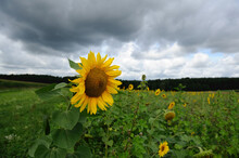 Blossom Of A Sunflower (Helianthus Annuus), Bavaria, Germany.