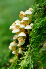 Close-up Of Honey Fungus (Armillaria Mellea) In A Forest In Autumn, Upper Palatinate, Bavaria, Germany
