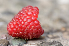 Close-up Of Red Raspberry (Rubus Idaeus) Fruits In A Garden In Summer, Bavaria, Germany