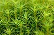 © Designpics - Close-up of common haircap moss (Polytrichum commune) on the forest floor in autumn, Upper Palatinate, Bavaria, Germany