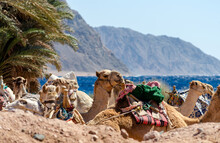 Several Camels Rest On The Shores Of The Red Sea