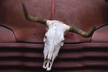 Cow Skull Truck Ornament, Tennessee, USA