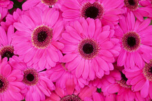 Close-up Of Bright Pink, Gerbera Daisies In Flower Shop, Berlin, Germany