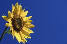 Sunflower, Tamworth, New Hampshire, USA