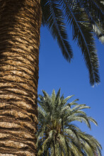 Palm Trees, Mirage Hotel And Casino, Paradise, Las Vegas, Nevada, USA