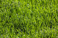 Close-up Of Lawn In Spring, Ottawa, Ontario, Canada